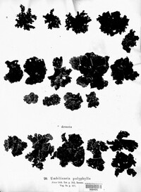 Umbilicaria polyphylla image